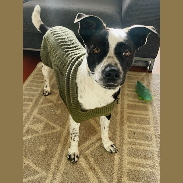 Photo of Bobbie Dazzler