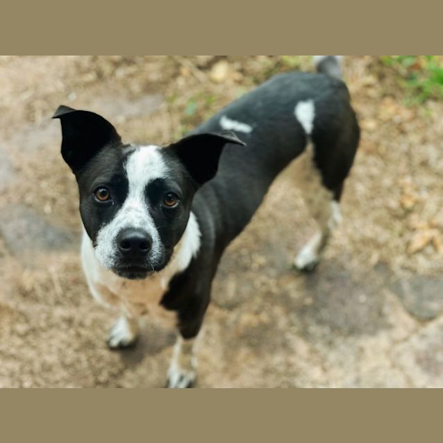 Photo of Bobbie Dazzler