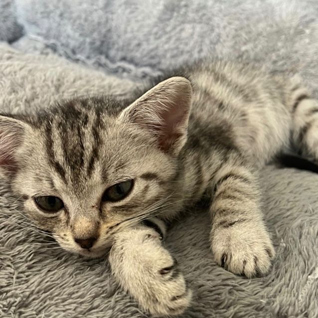 Photo of Rogue