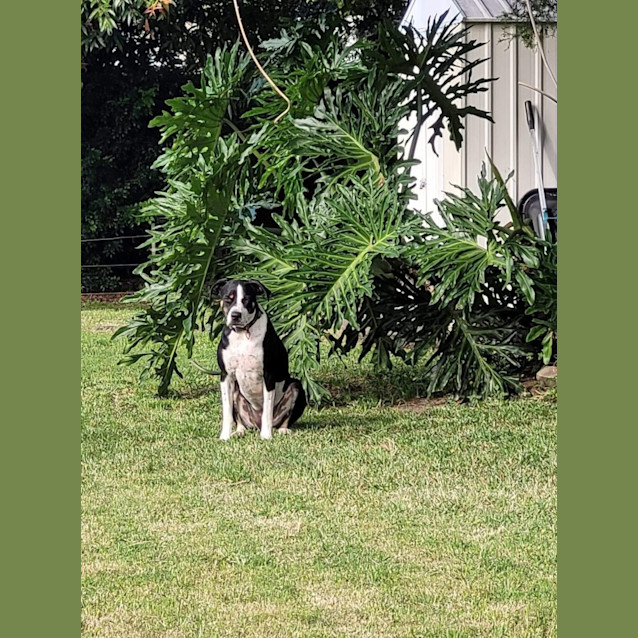 Photo of Luna 