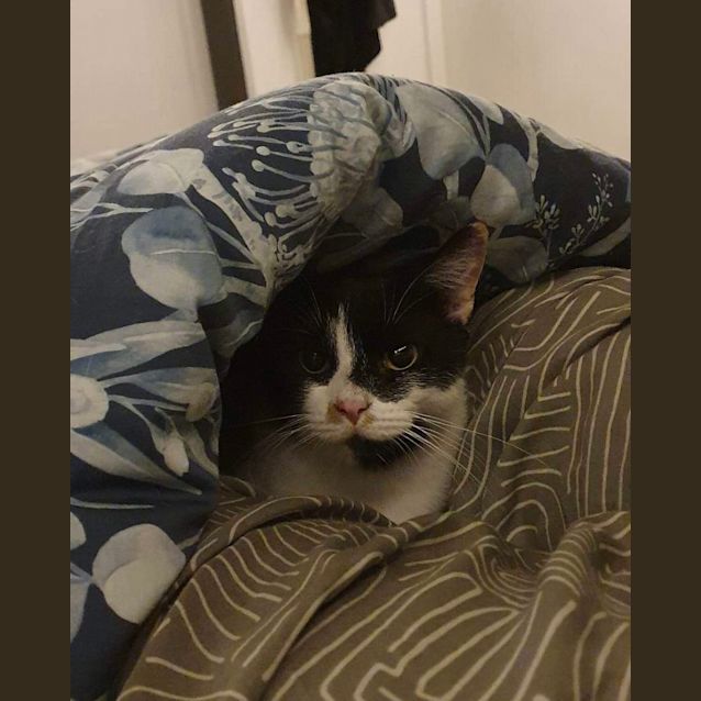 Photo of Patch