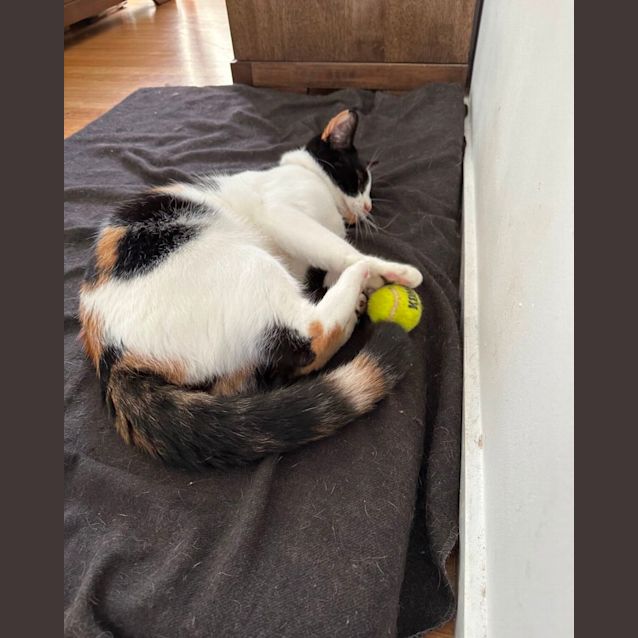 Photo of Patch