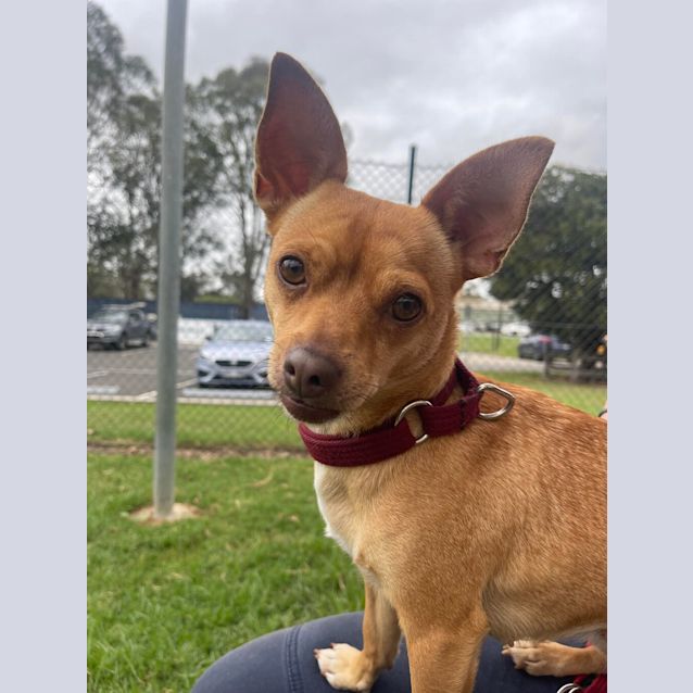 Photo of Nala