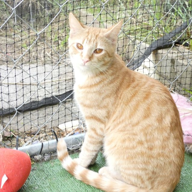 Photo of Nemo