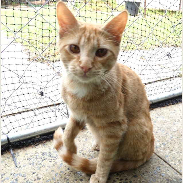 Photo of Nemo