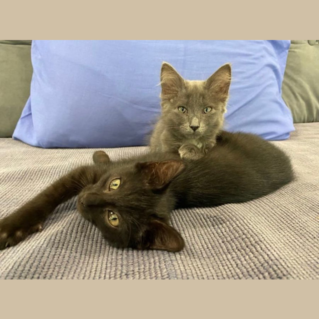 Photo of Bilby And Bunny