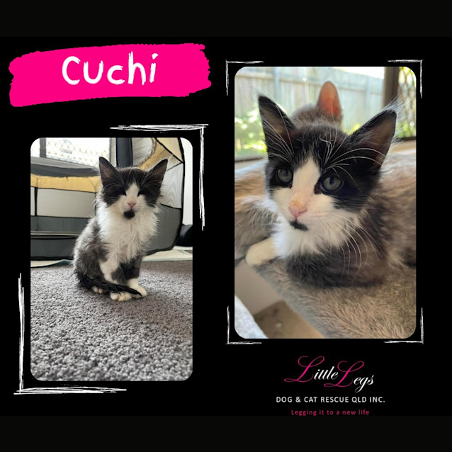 Photo of Cuchi