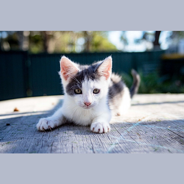Photo of Poppet
