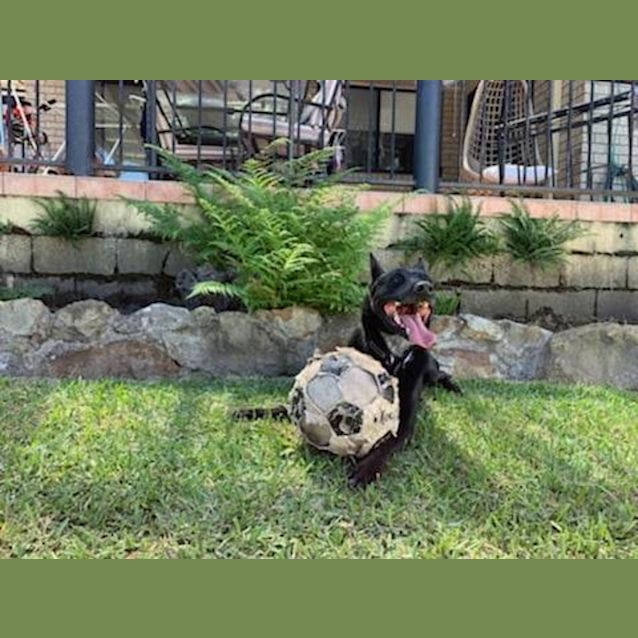 Photo of Benny   5 Year Old Kelpie (Trial 26/8/23)