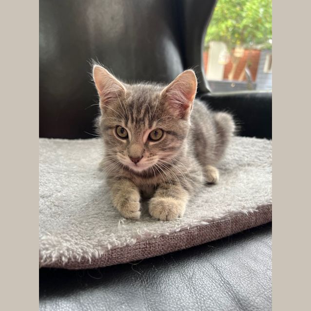 Photo of Happy Harvey