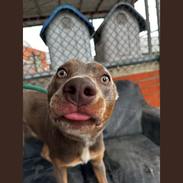 Photo of Rusty Dusty