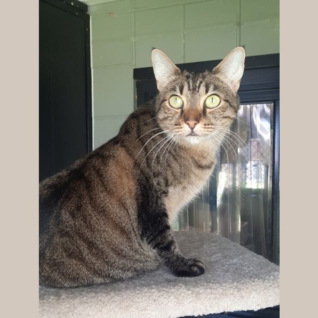 Photo of Gypsy