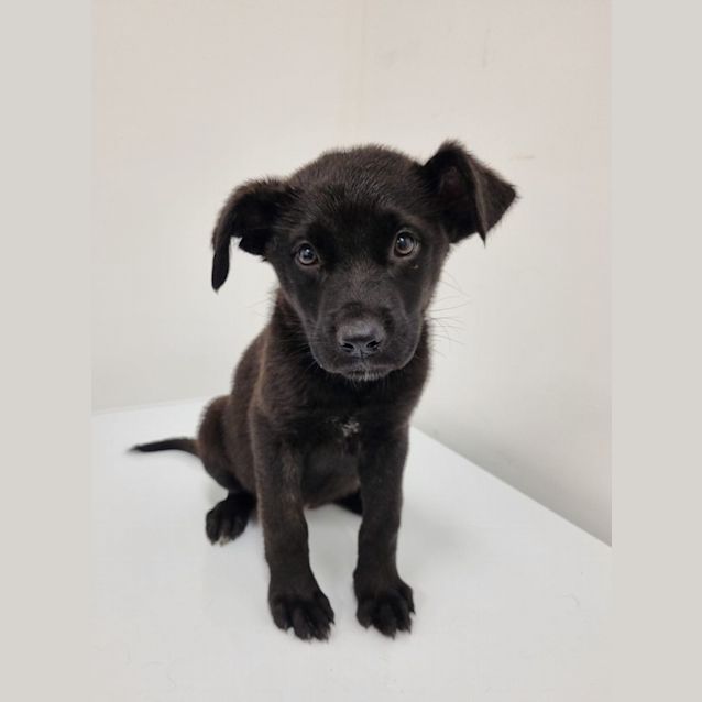 Photo of Pancake