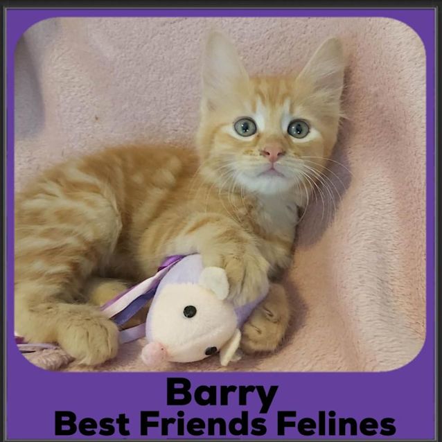 Photo of Barry 