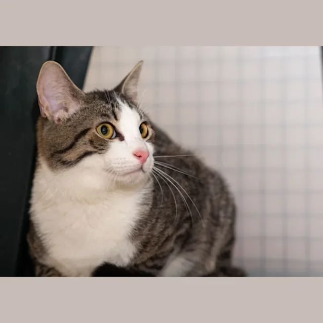 Photo of Neal **2nd Chance Cat Rescue**
