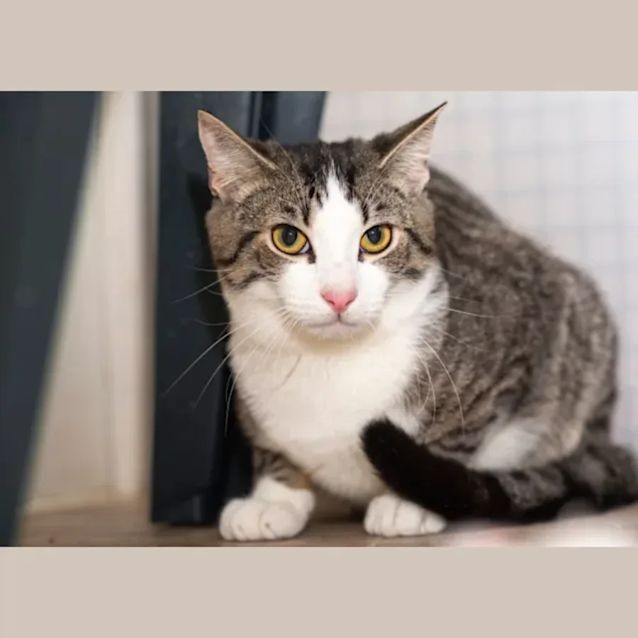 Photo of Neal **2nd Chance Cat Rescue**