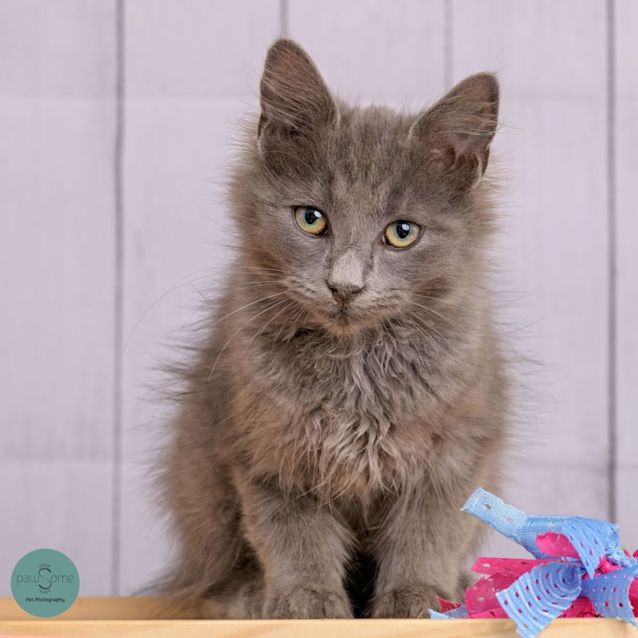 Photo of Carmac**2nd Chance Cat Rescue**