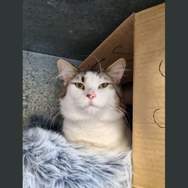 Photo of Kiwi