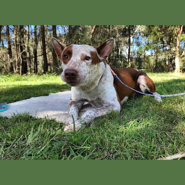 Photo of Scout