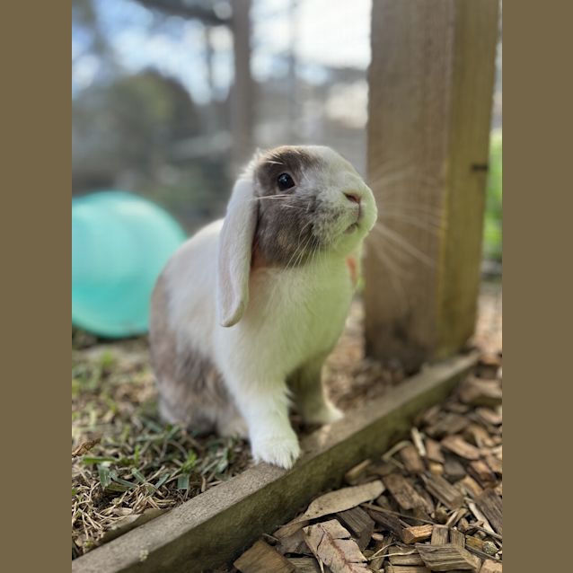 Photo of Miss Bun