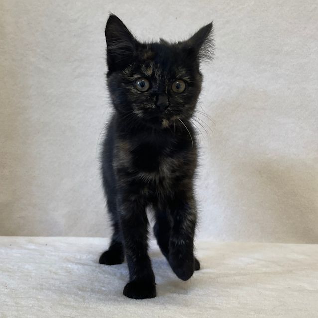 Photo of Opal