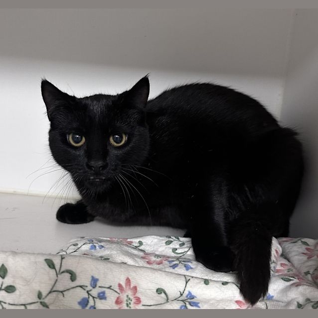 Photo of Nero 