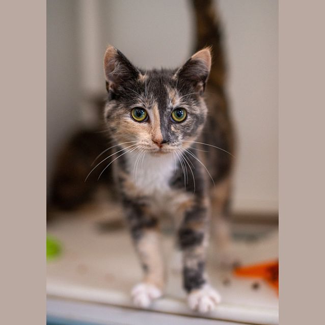 Photo of Callisto