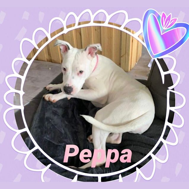 Photo of Peppa