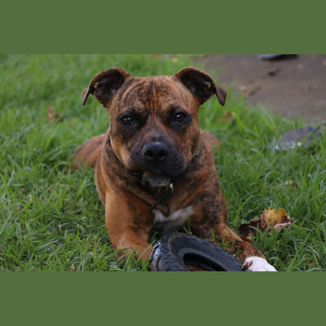 Photo of Ziggy