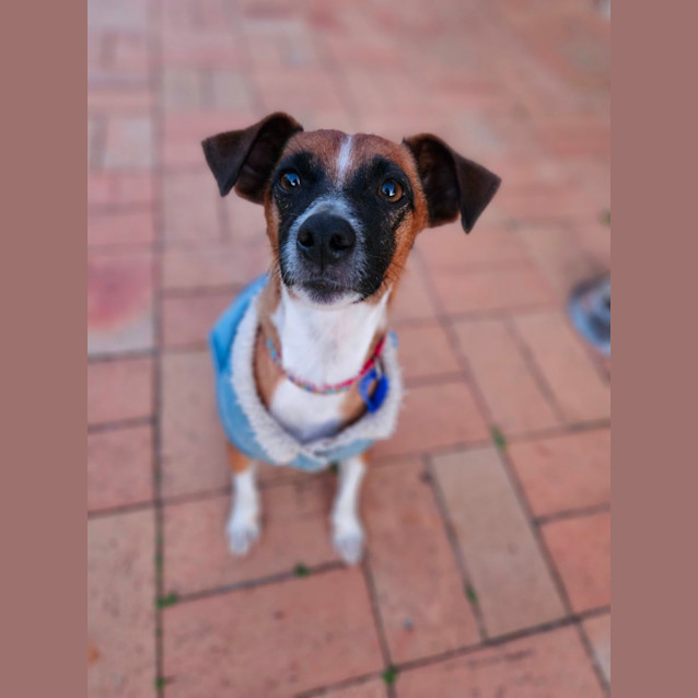 Photo of Scout   2 Year Old Jack Russell X