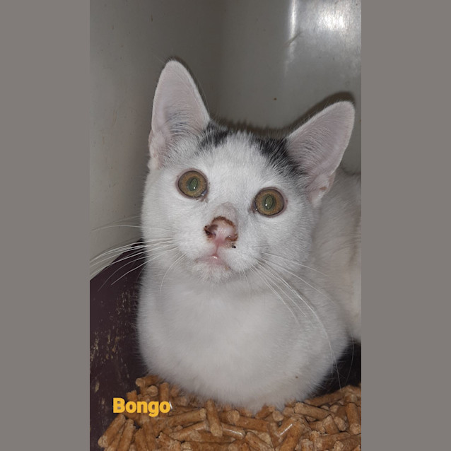 Photo of Bongo