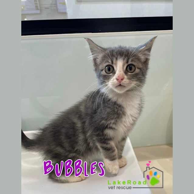Photo of Bubbles