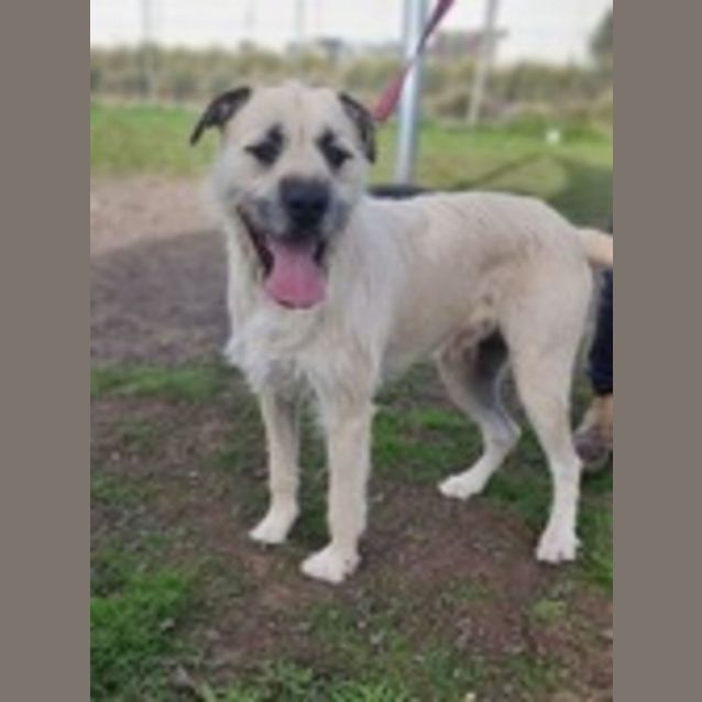Photo of Bobbie (60341)