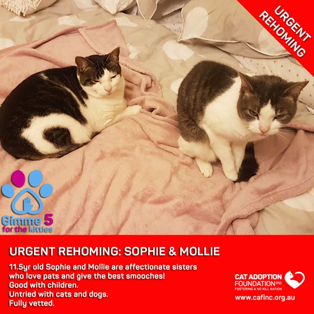 Photo of Sophie And Mollie Private Rehoming No Charge!