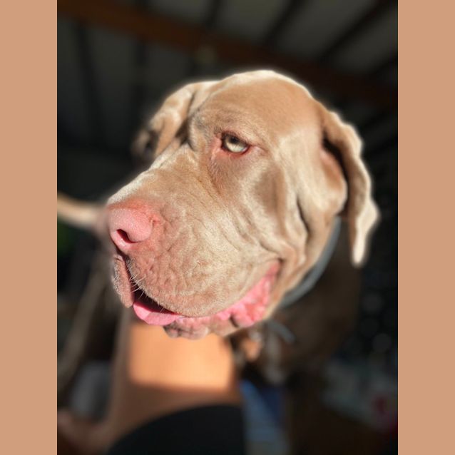 Photo of Polly   3 Year Old Neo Mastiff (Hold)