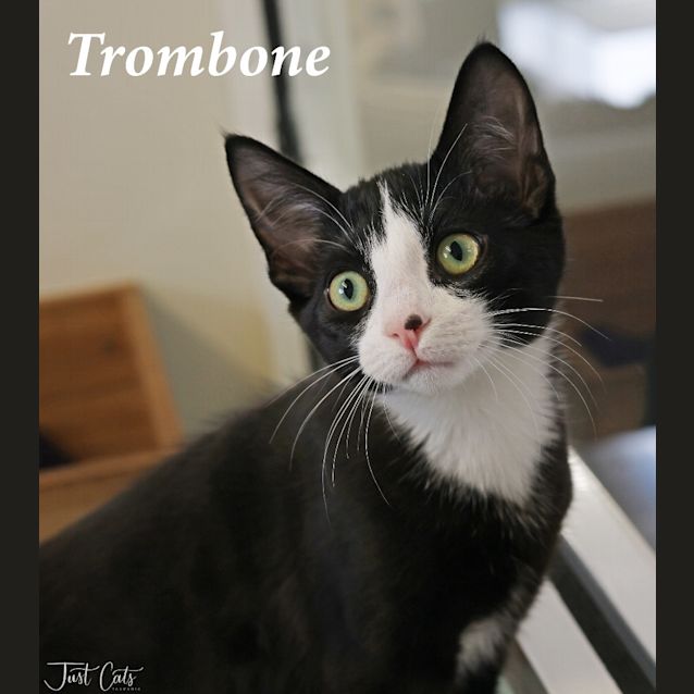 Photo of Trombone   Petstock