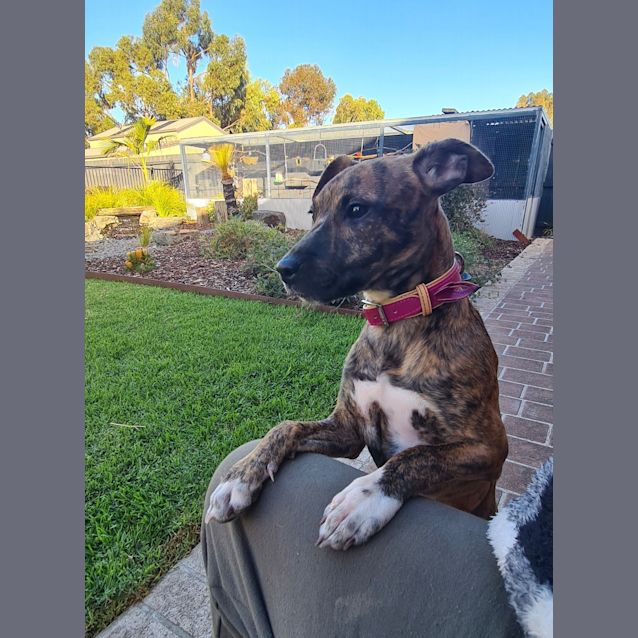 Photo of Raisin