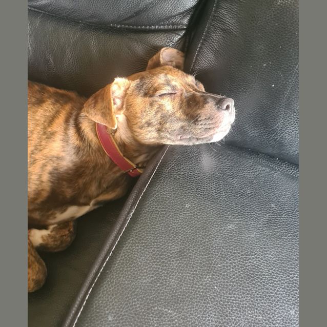 Photo of Raisin