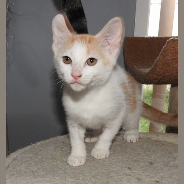 Photo of Ginny Weasley