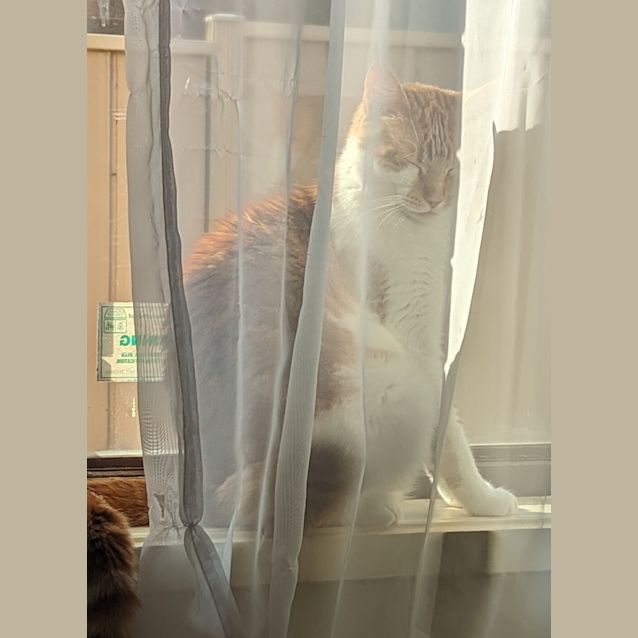 Photo of Chiku