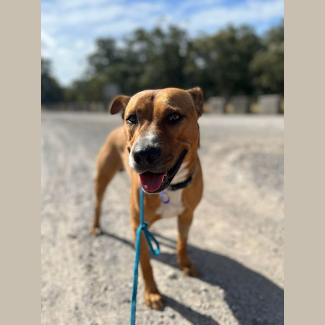 Photo of Chance   2 Year Old Staffy X (On Trial 10/6/23)