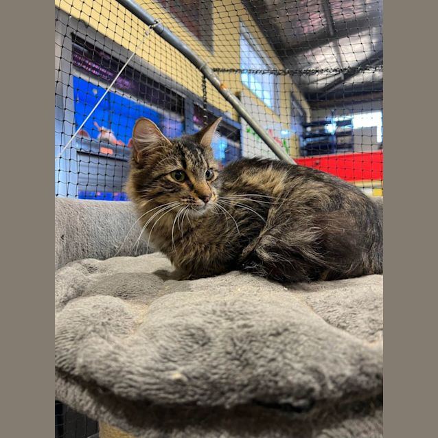 Photo of Wicket 