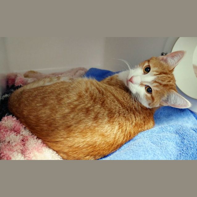 Photo of Candy Suk011280