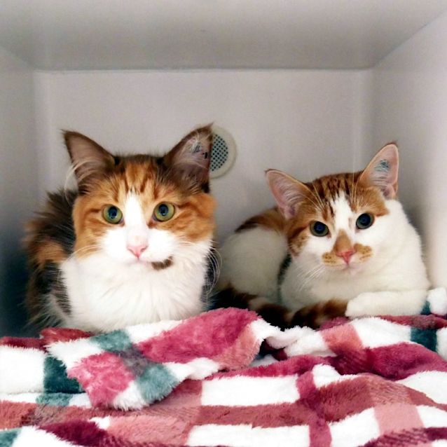 Photo of Magnolia & The Great Catsby