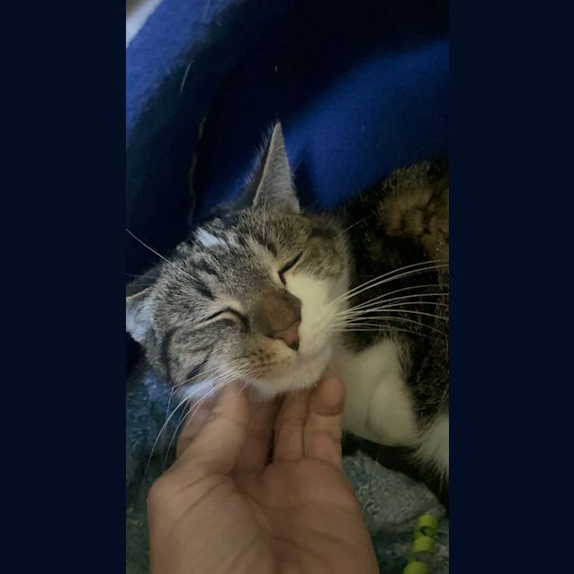 Photo of Bluey