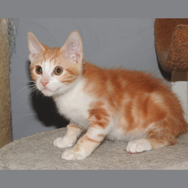 Photo of Fred Weasley