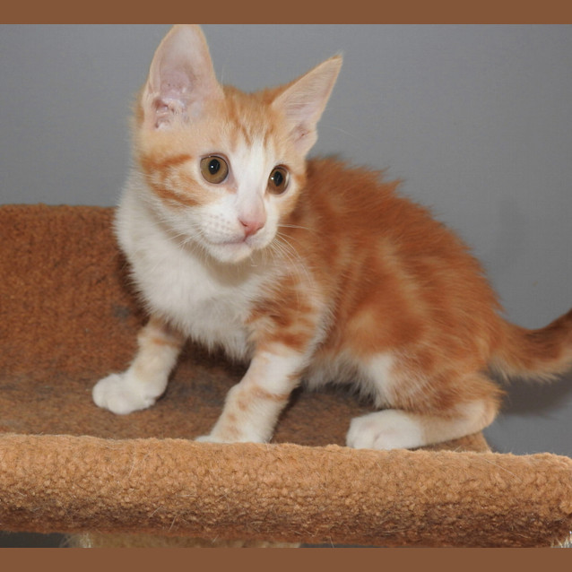 Photo of Fred Weasley