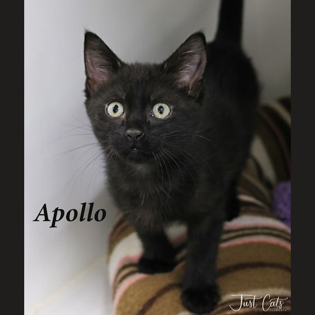 Photo of Apollo