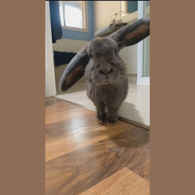 Photo of Freddo Frog