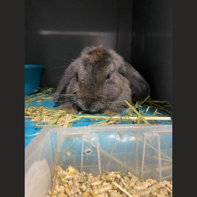 Photo of Freddo Frog